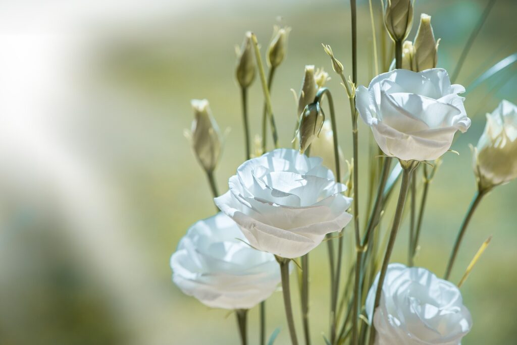 lisianthus, flower, blossom-1402486.jpg