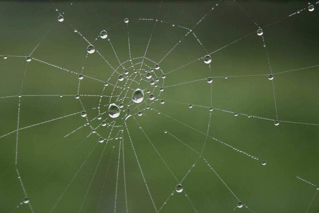 spider web, cobwebs, dewdrop-7672420.jpg