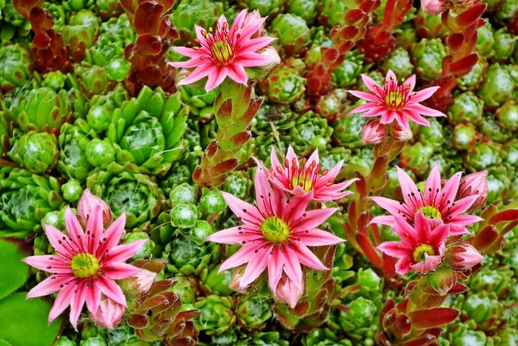 you can, for example, flowers-5337762.jpg