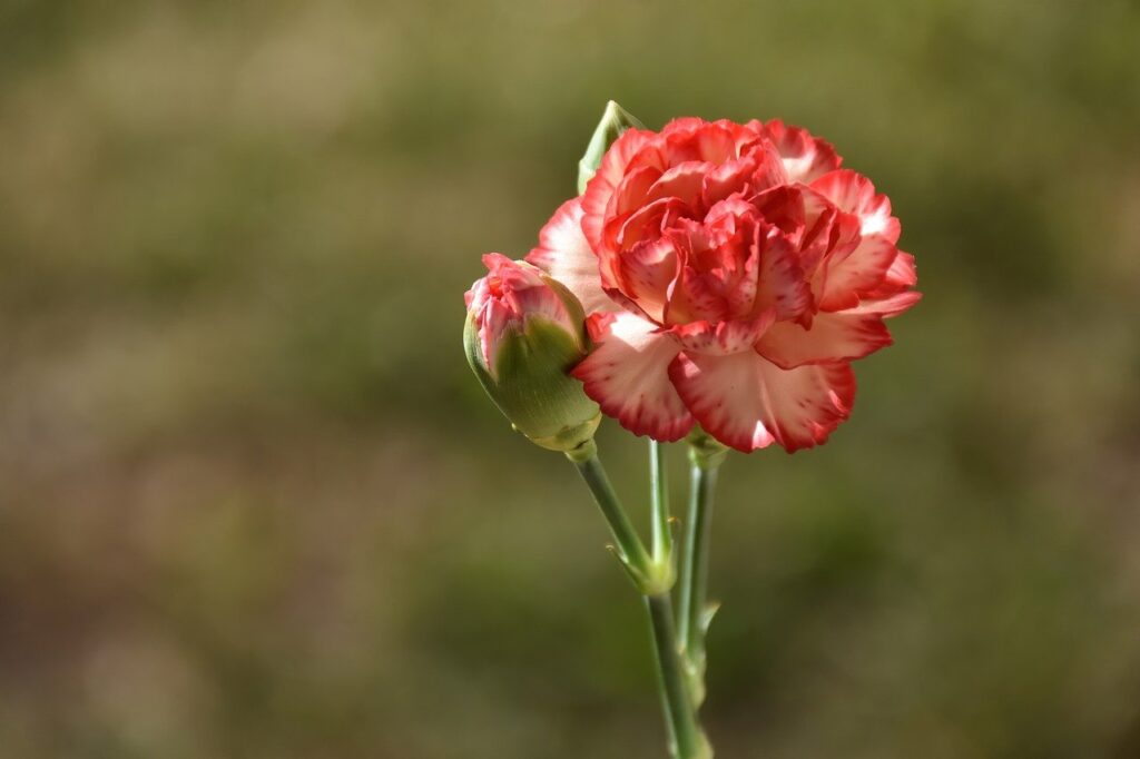 carnation, flower, bud-7714504.jpg