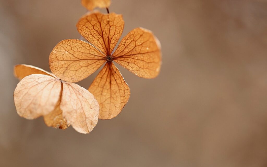 hydrangea, dry flower, dry-7748948.jpg