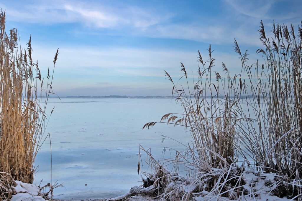 reed, lake, winter-7696370.jpg