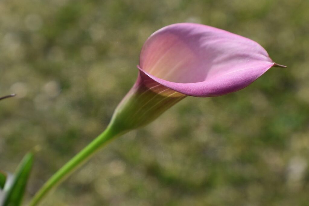 calla lily, flower, flora-7804675.jpg