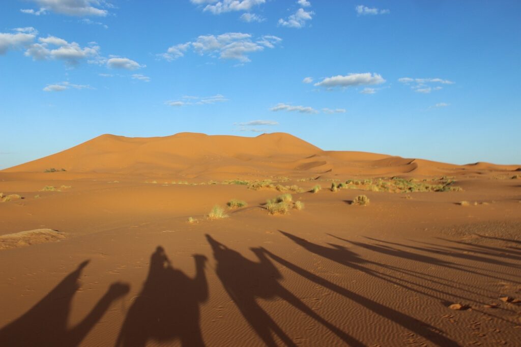 sahara, camel, morocco-188683.jpg