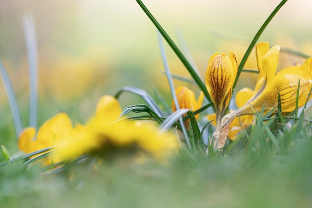 crocus, flowers, yellow flowers-7809542.jpg