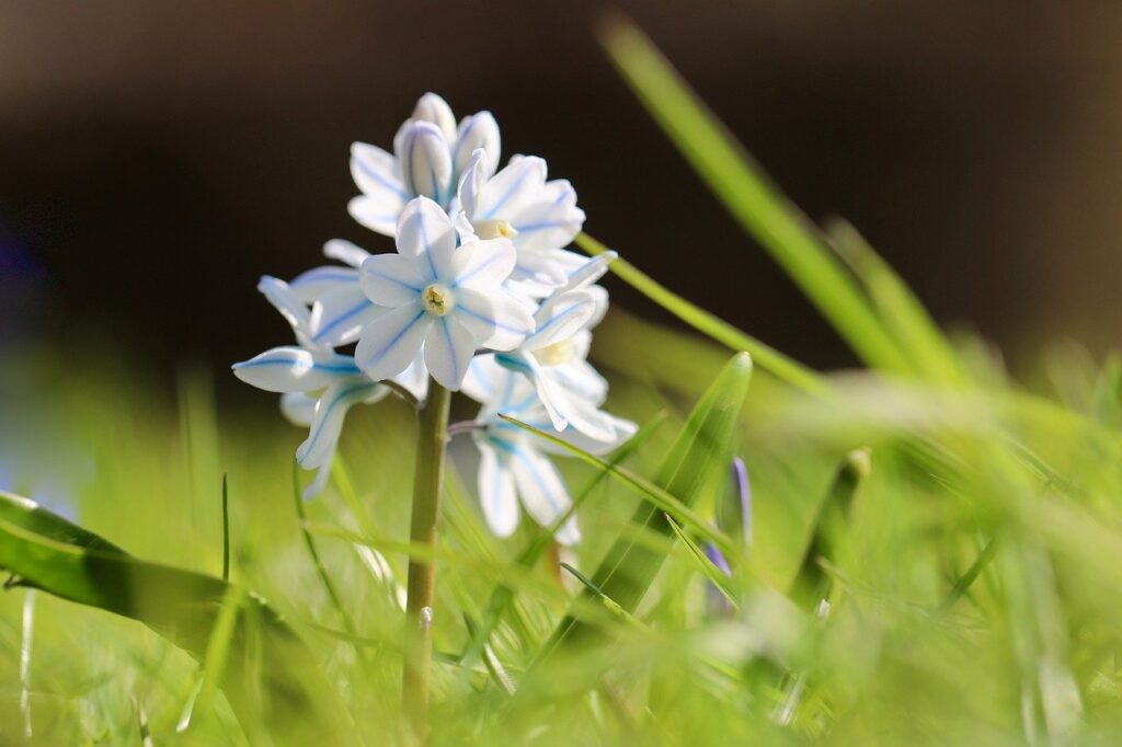 pushkinie, dwarf hyacinth, squill-like-7873789.jpg