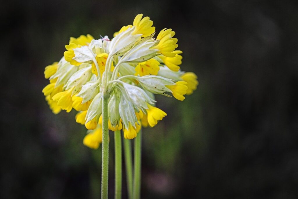 flower, cowslips, sky key-7925631.jpg