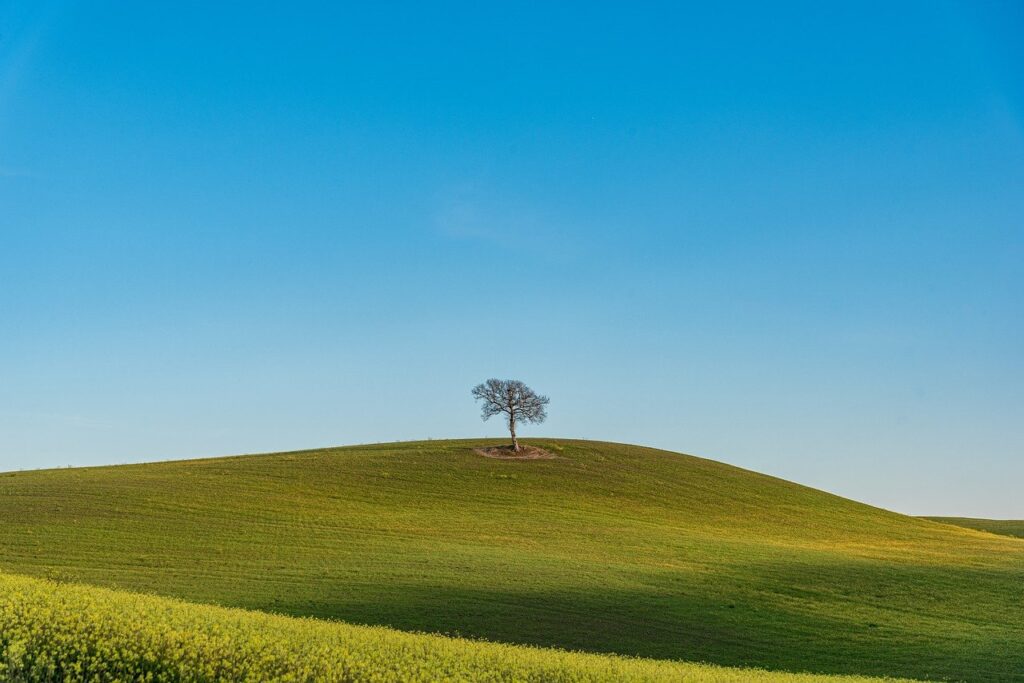 nature, field, barley-7944405.jpg