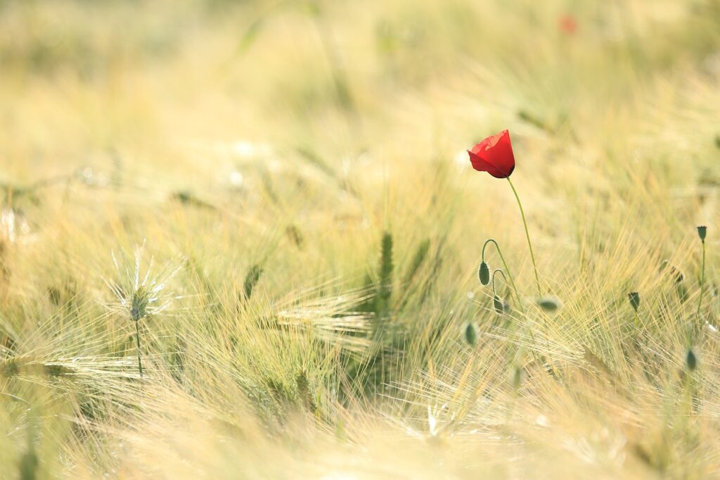 poppy, fields, landscape-1144084.jpg