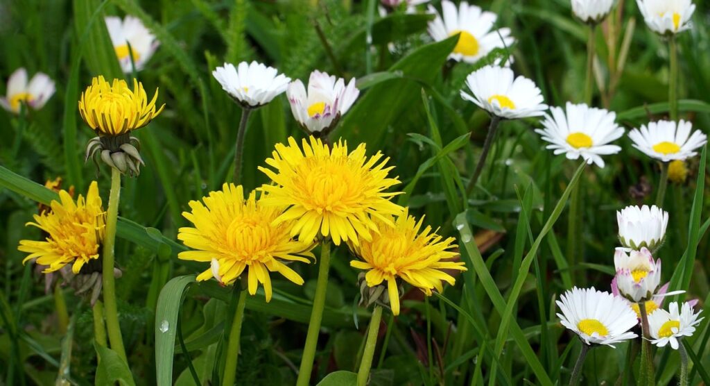 flowers, dandelion, daisy-7950343.jpg