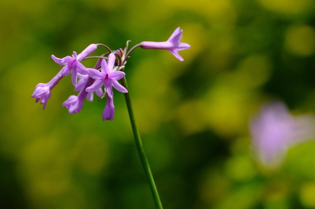 flowers, pink, flora-7988696.jpg