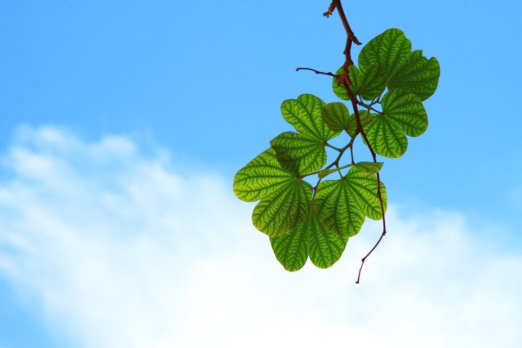 leaves, branch, tree-15757.jpg