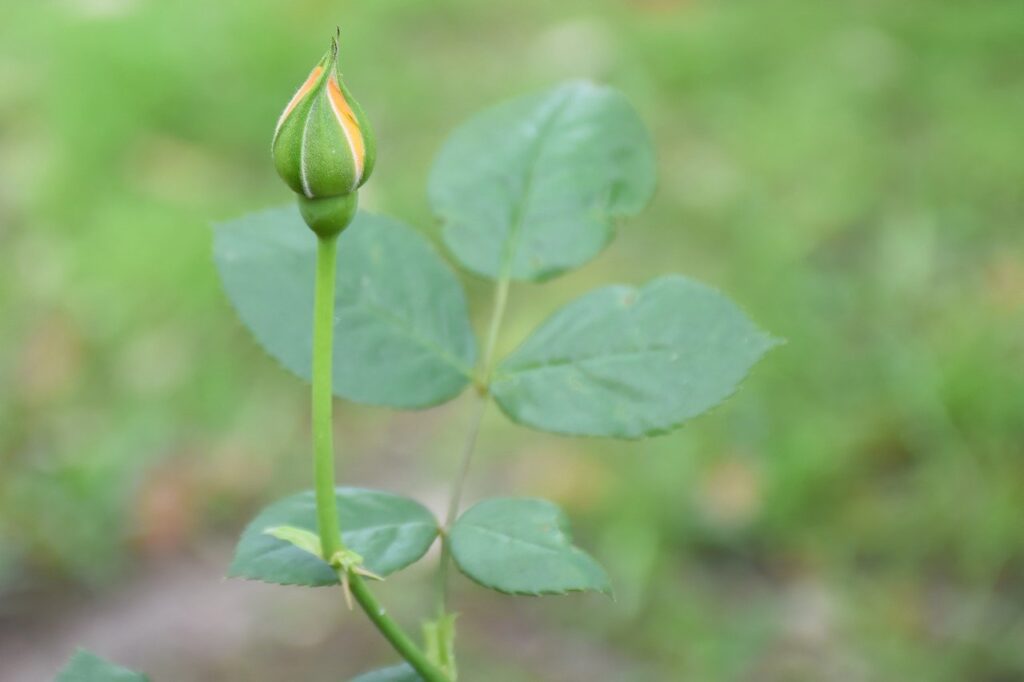 rose, rose bud, bud-7984536.jpg