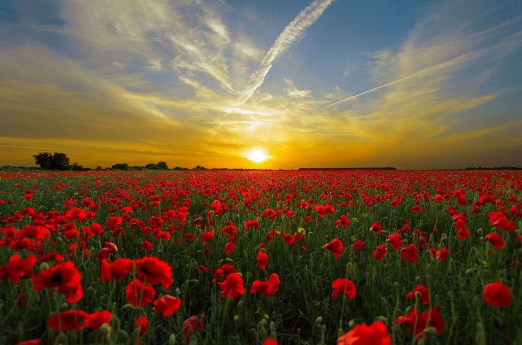 sunset, poppies, field-815270.jpg