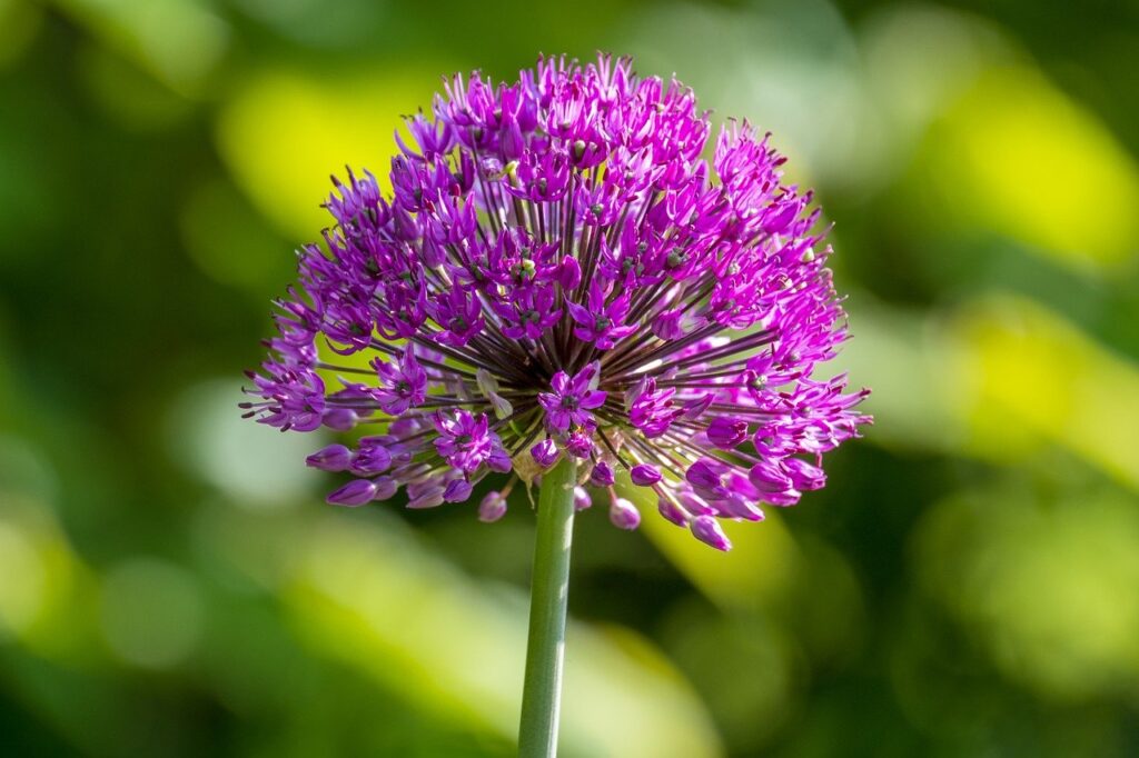 allium, flower, flower wallpaper-8068049.jpg