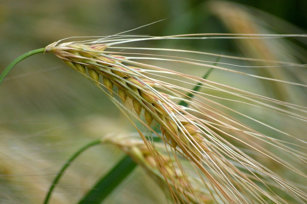 barley, crop, grain-8079596.jpg
