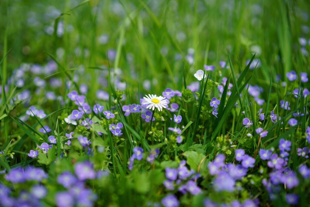 daisy, honor award, chamaedrys-3102512.jpg