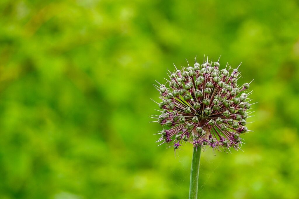 flower, beautiful flowers, bud-8047331.jpg