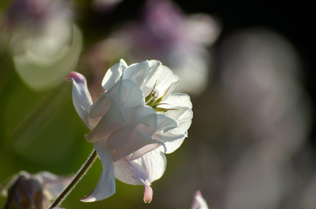 flower, plant, aquilegia vulgaris-8061701.jpg