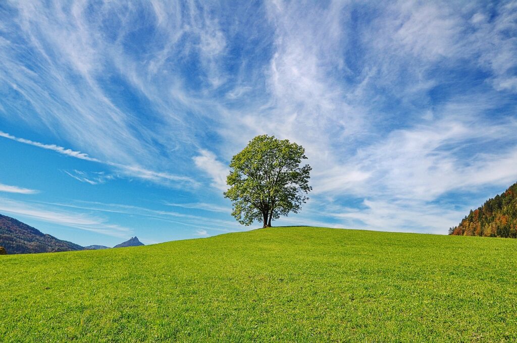 tree, sky, nature-2888513.jpg