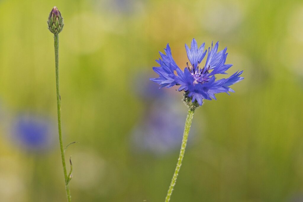 wildflower, cornflower, hd wallpaper-8034074.jpg