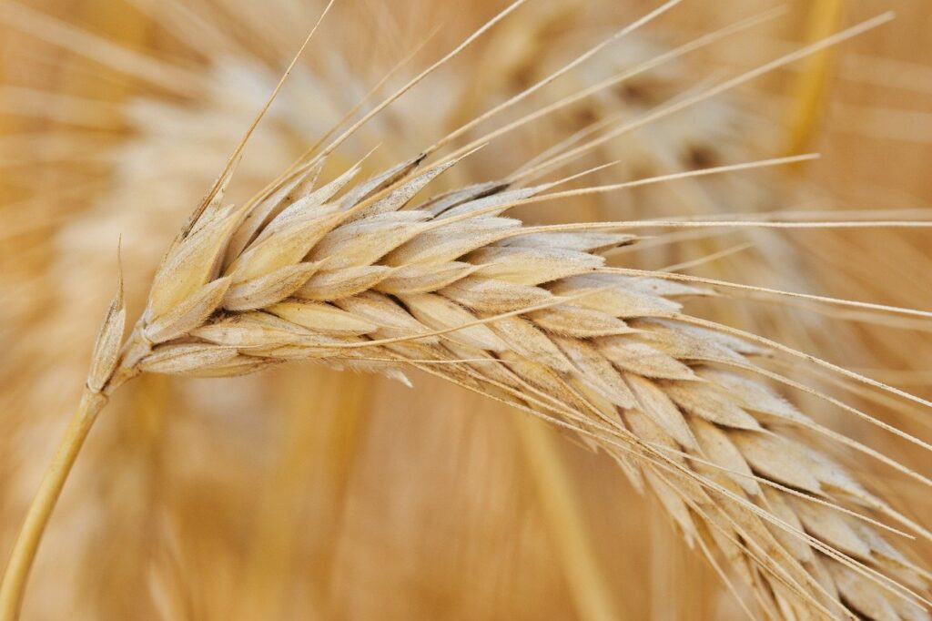 barley, agriculture, getreide-8139559.jpg