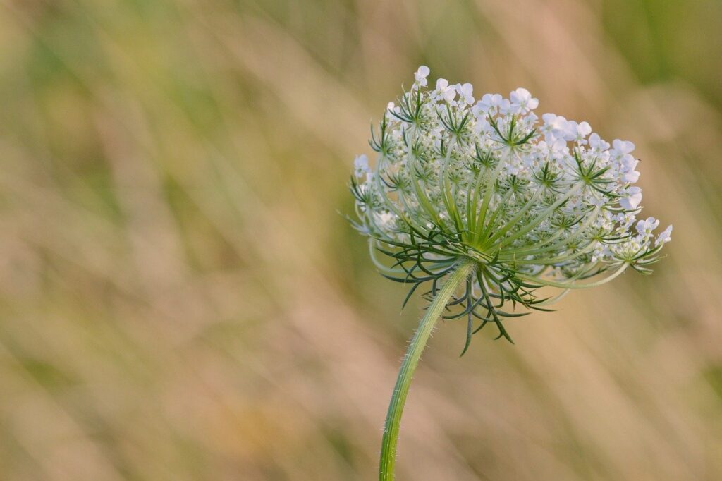 nature, wild carrot plant, wildflower-8129483.jpg