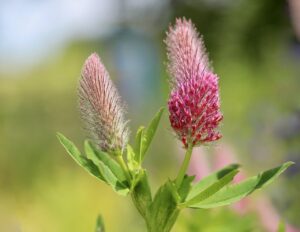 red clover, clover, beautiful flowers-8147711.jpg