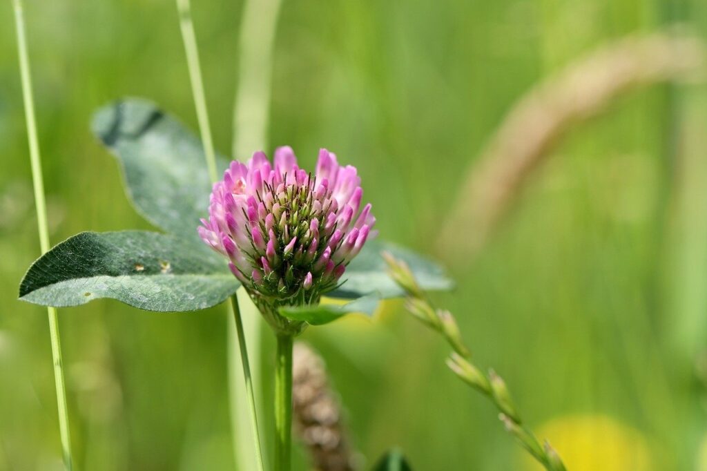 red clover, meadow clover, clover-8098352.jpg