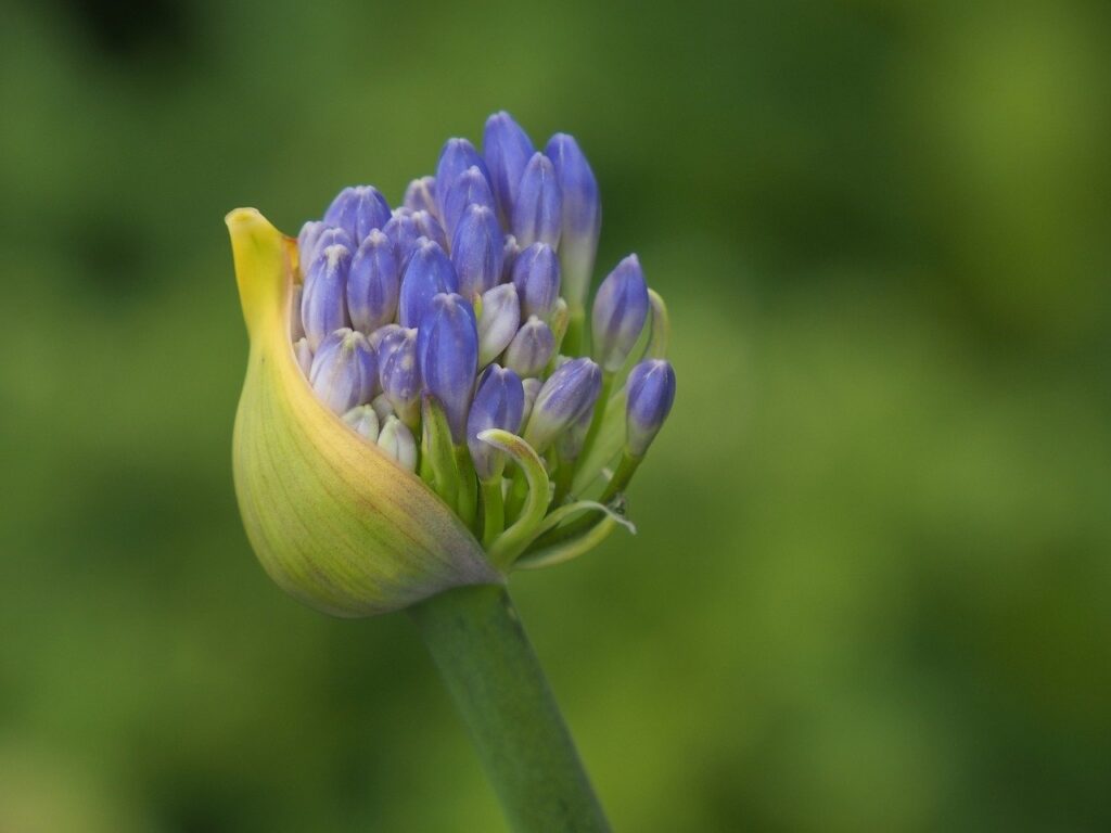 agapanthus, flower, plant-8162771.jpg