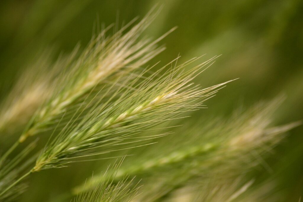 barley, grain, barley stalk-8206797.jpg