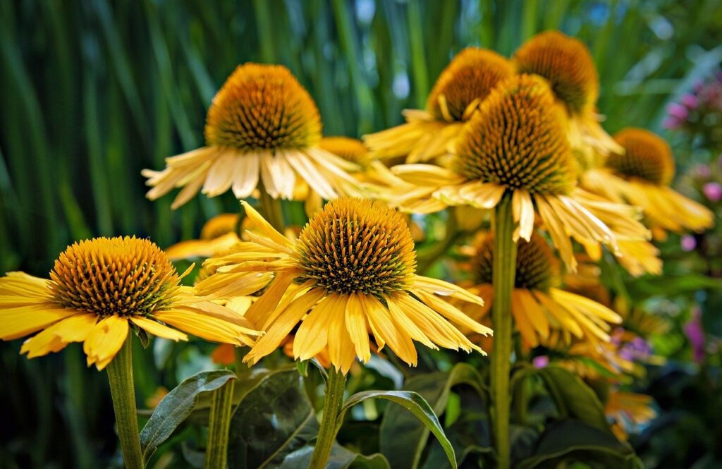 coneflower, flower, beautiful flowers-8168628.jpg