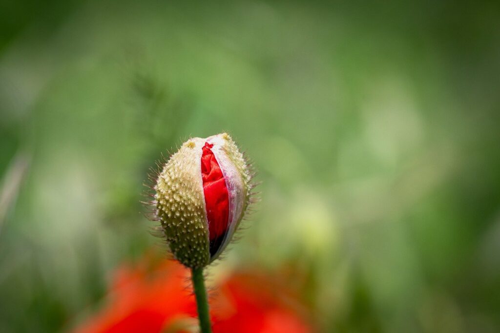 flower, poppy, flower bud-8199327.jpg