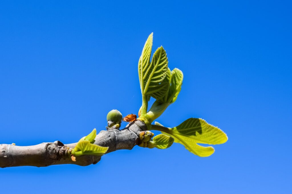 fig tree, branch, leaf-2160603.jpg