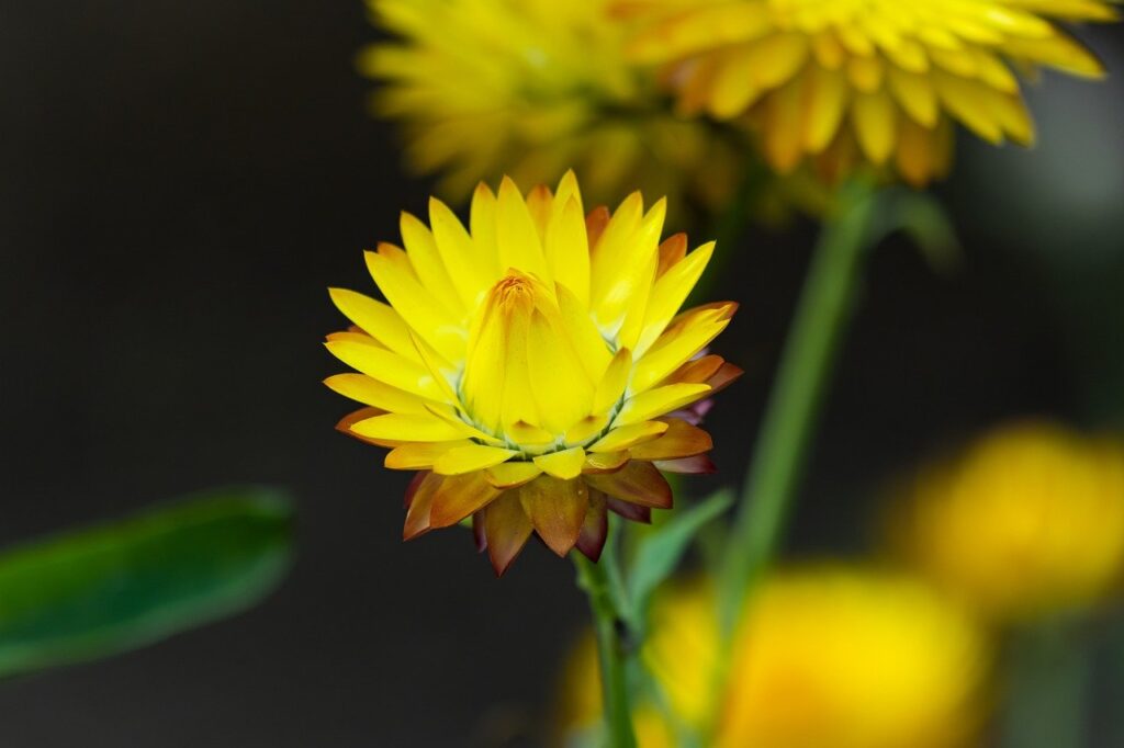 yellow flower, flower background, flower-8291437.jpg