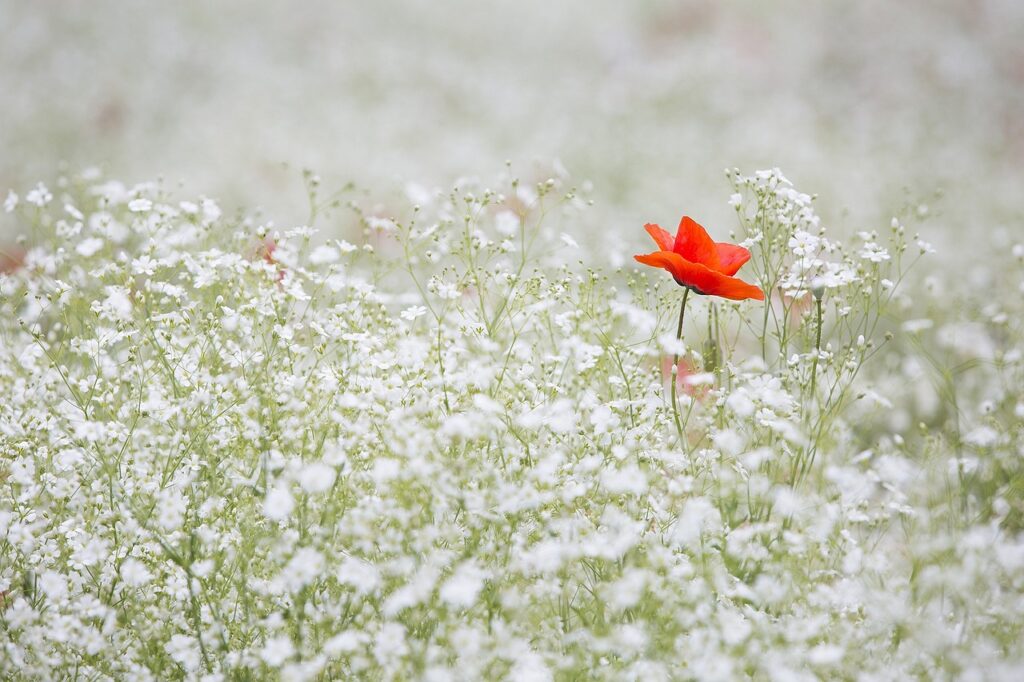 poppy, baby's breath, flowers-1128683.jpg