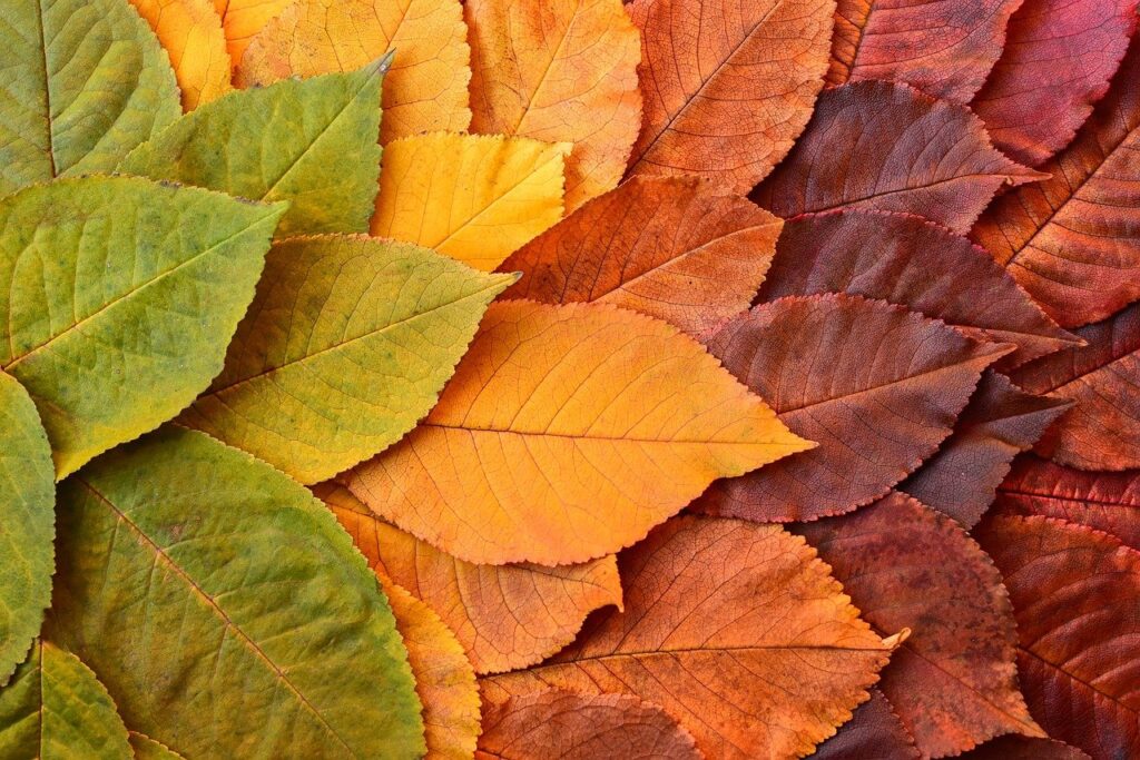 leaves, free background, mac wallpaper-8413064.jpg