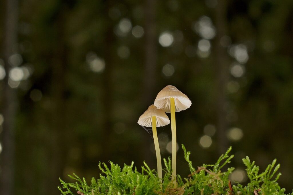 mushrooms, 4k wallpaper, laptop wallpaper-8432164.jpg
