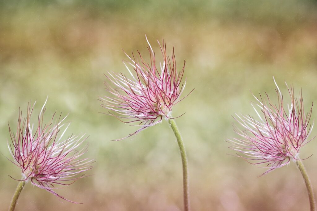 common pasque flower, pulsatilla vulgaris, flower-1388102.jpg