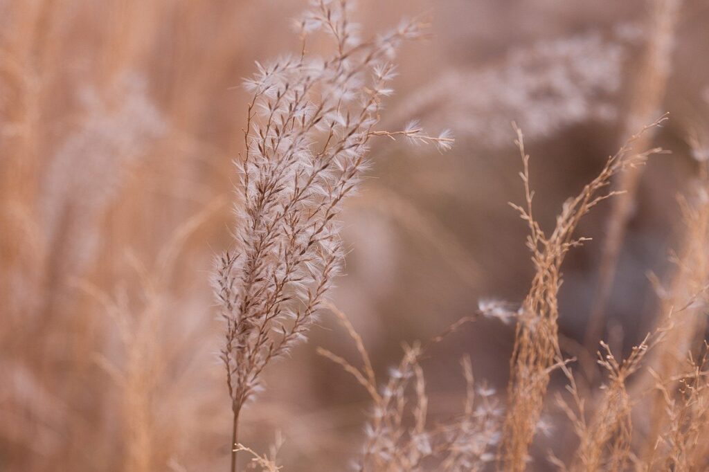 grasses, grass seeds, summer-8521744.jpg