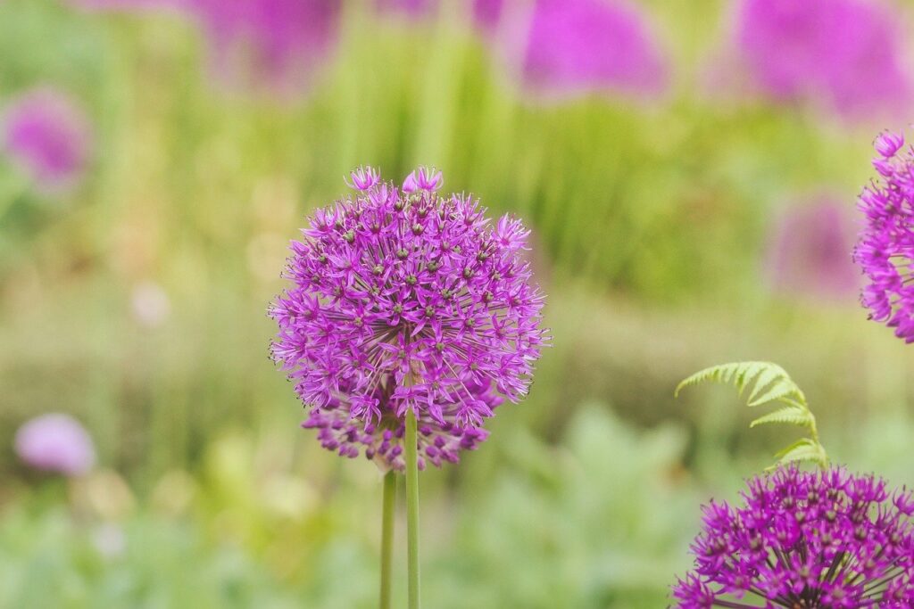 allium, bloom, flower wallpaper-8569412.jpg