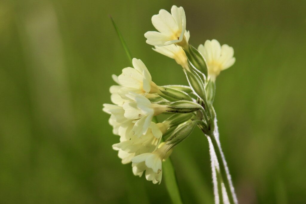 cowslip, primula officinalis, nature-8647146.jpg