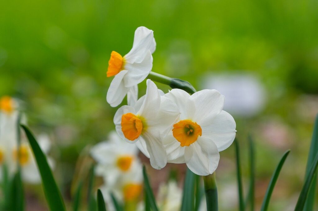 daffodils, flower background, flowers-8632544.jpg