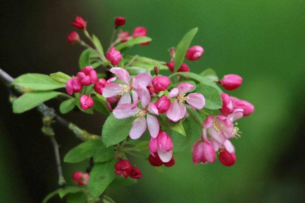 apple blossom, blossom, nature-8674501.jpg