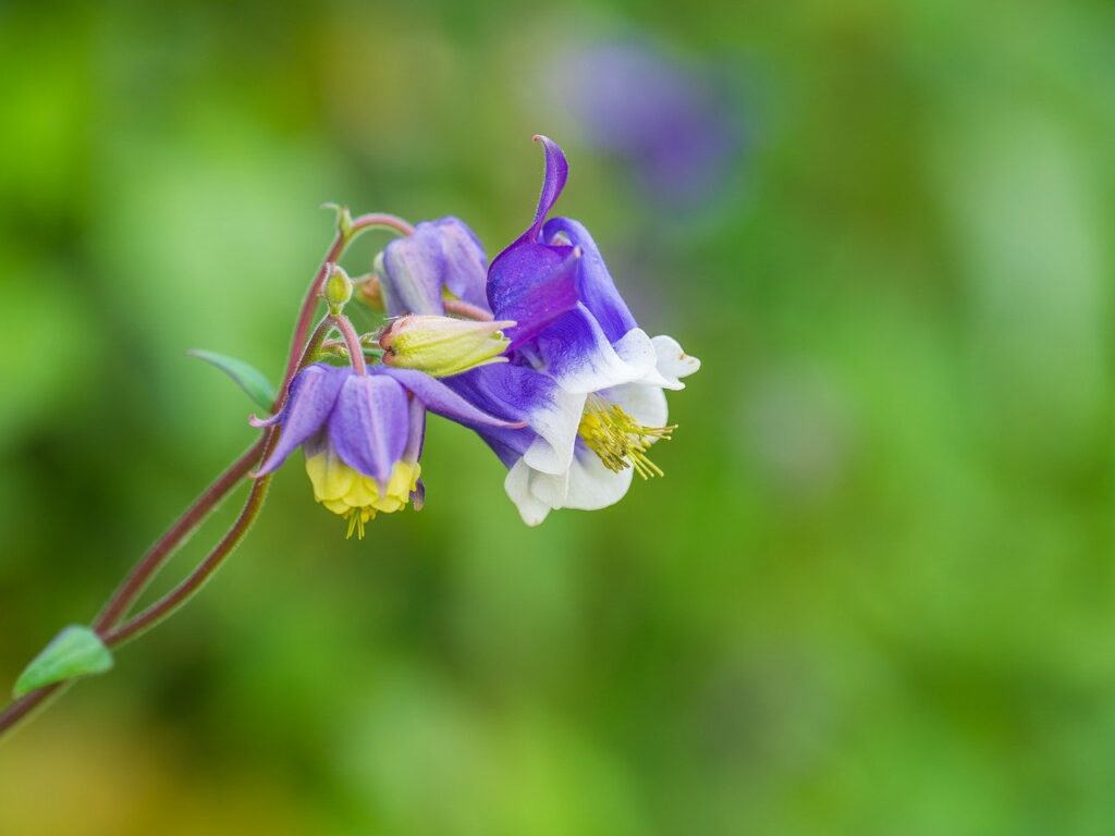 columbine, flower, plant-8673678.jpg