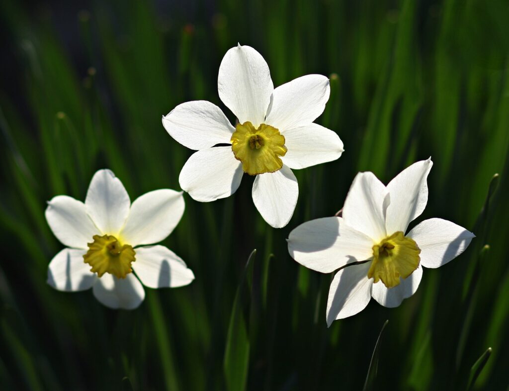 daffodils, nature, three-4095431.jpg