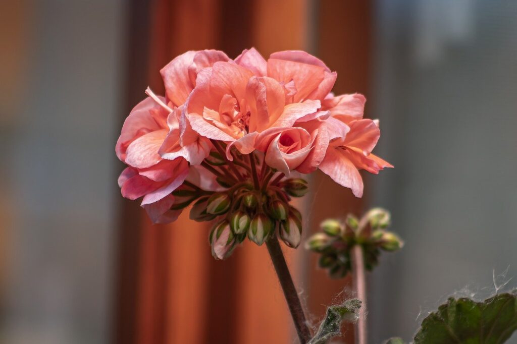 flower, geranium, botany-8783479.jpg