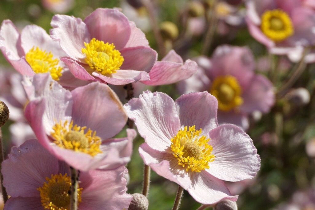 flowers, anemone, hd wallpaper-8717284.jpg