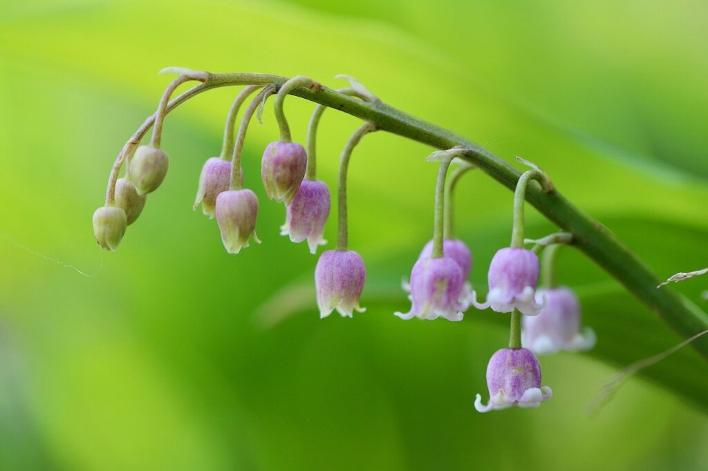 rosa maiglöckchen, convallaria majalis rosen, giftig-8736447.jpg