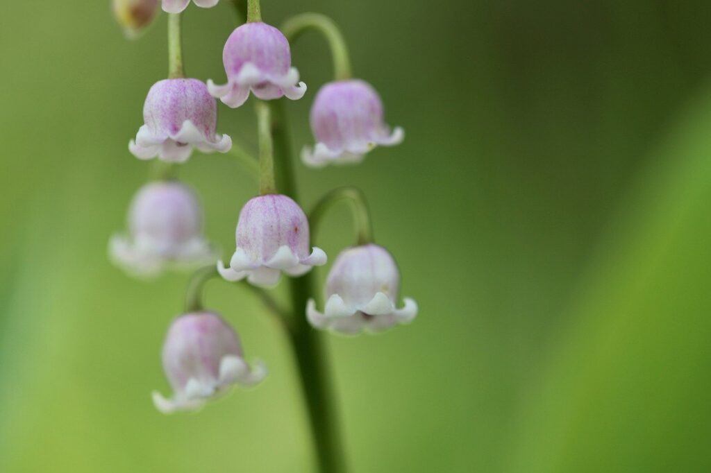 rosa maiglöckchen, convallaria majalis rosen, giftig-8736449.jpg